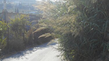 Αγριόχορτα και καλάμια "έκρυψαν" το δρόμο- «Μπαλάκι» οι ευθύνες για τον καθαρισμό του