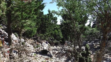 Εξορμούν στο όμορφο κυπαρισσόδασος του Καθαρού