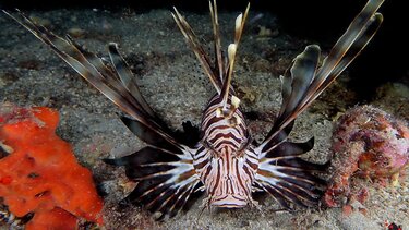 Δοκιμάστε αγριόσαλπα, γερμανό, λεοντόψαρο και σαρδελόγαυρο και δε θα χάσετε!