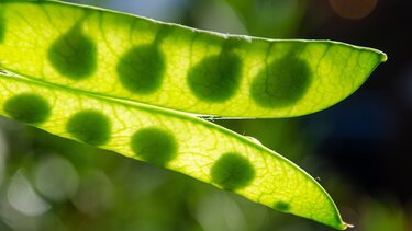 Το λαχανικό που είναι... όσπριο και έχει περισσότερη πρωτεΐνη από το γάλα