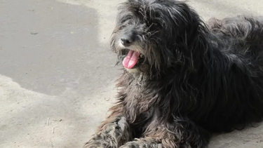 Θεσσαλονίκη: Εκβίαζε γυναίκα για να μην την καταγγείλει για δάγκωμα από το σκύλο της