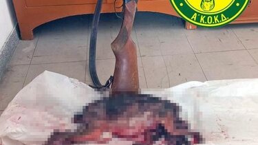 Πιάστηκαν στα πράσα με νεκρό λαγό στα χέρια- Ποινική δίωξη και πρόστιμο