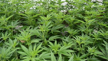 Κατασχέθηκε στο λιμάνι του Πειραιά πάνω από μισός τόνος κάνναβης