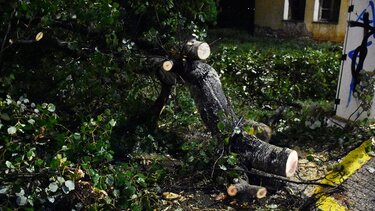  Κακοκαιρία στην Αττική: Πάνω από 50 κλήσεις στην Πυροσβεστική για δέντρα