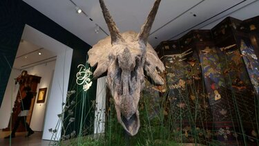 Γαλλία: Σε δημοπρασία το κρανίο Τρικεράτωπα που έζησε πριν από 68 εκατομμύρια χρόνια