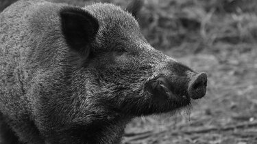 Αγριογούρουνα έκοβαν ... βόλτες σε Καλαμαριά και Χαριλάου