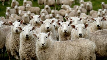 Εξώδικο και κινητοποιήσεις προγραμματίζουν οι κτηνοτρόφοι της Κρήτης