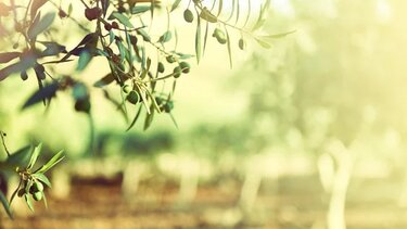 Παρεμβάσεις της ΚΟ Λασιθίου του ΚΚΕ για τα προβλήματα των ελαιοπαραγωγών της Σητείας