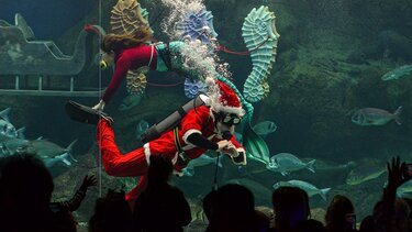 Χριστούγεννα στο Ενυδρείο Κρήτης!