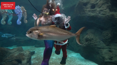 Ο Άγιος Βασίλης, η γοργόνα και μία.. άτακτη χελώνα στο Ενυδρείο Κρήτης! Δείτε βίντεο!