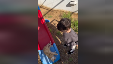 Μπόμπιρας vs γάτας για την τσουλήθρα: "Είναι άδικο, είναι η σειρά μου!"