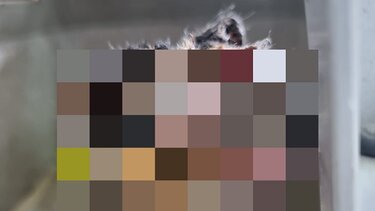 Απίστευτη κτηνωδία: Έκαψαν το κεφάλι ανυπεράσπιστης γάτας!