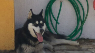 Θάνατος Χάσκι: "Ξέρουμε το όνομα του δράστη, έχει κατατεθεί στην αστυνομία η οποία κοιμάται όρθια"