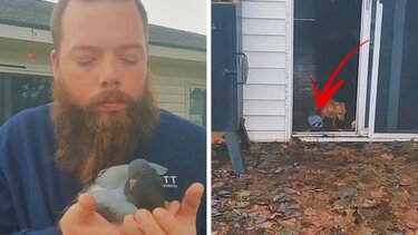 Περιστέρι... διαλέγει ζευγάρι ανθρώπων!