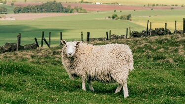 Θεσπίζονται Αγροτικά Τμήματα στα Επιμελητήρια, δημιουργούνται Κτηνοτροφικά Πάρκα