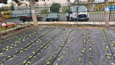 Λαχανόκηποι σε νηπιαγωγεία και δημοτικά από το ερχόμενο σχολικό έτος