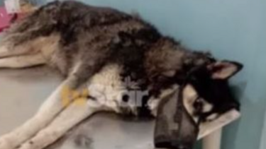 Παρέμβαση εισαγγελέα για την κτηνωδία στην Αράχωβα με τον βιασμό σκύλου μέχρι θανάτου