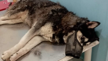 Αράχωβα: Θύμα αγέλης σκύλων έπεσε ο Όλιβερ!