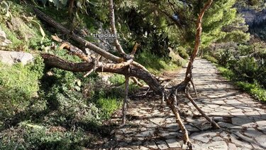 Ζημιές προκάλεσαν οι δυνατοί άνεμοι στον Ναύπλιο - Δείτε εικόνες