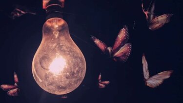 Αυξημένη παρουσία εντόμων στον Κλαδισό ποταμό