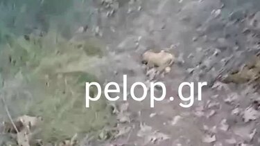 Θανατώθηκαν με φόλες 20 ζώα σε χωριό των Καλαβρύτων