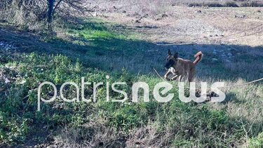 Πλουτοχώρι Ηλείας: Άκαρπες παραμένουν οι έρευνες για τον 45χρονο που παρασύρθηκε από τον χείμαρρο