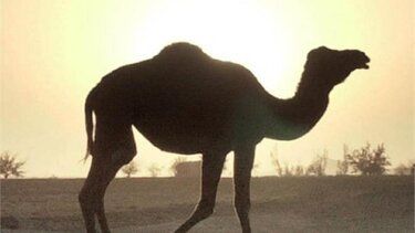 Αυτοί, εμείς και μια καμπούρα...