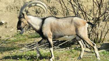 Τι σχέση έχει το κρι- κρι με τον Χ. Τρούμαν; Μία… γνωστή- άγνωστη ιστορία και ένα βίντεο- ντοκουμέντο!