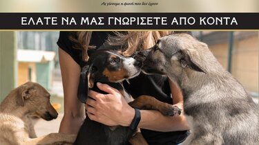 Βόλτα με τα τετράποδα που φιλοξενούνται στο Κυνοκομείο!