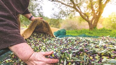 Εκπαίδευση ελαιοπαραγωγών του Δήμου Χανίων