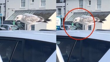 Viral ο γλάρος που ατμίζει ηλεκτρονικό τσιγάρο