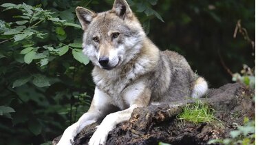 Σοκ στη Σιθωνία: Λύκος επιτέθηκε σε παιδί σε παραλία