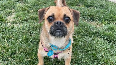 Ραγίζει καρδιές η αντίδραση σκύλου όταν συνειδητοποιεί ότι η οικογένεια του τον παραδίδει στο καταφύγιο - Βίντεο