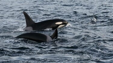 Φάλαινα όρκα σκότωσε λευκό καρχαρία - Δείτε βίντεο