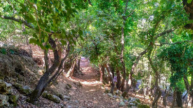 Πεζοπορούν και μαζεύουν... χόρτα οι "Δρόμοι Ζωής"