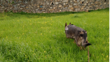 Ξανά για έρευνες στο Καστέλλι η Έκα