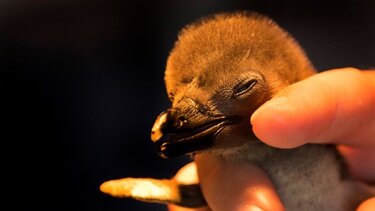 Νότια Αφρική: Αντί για σοκολατένια αυγά, "υιοθετήστε ένα αυγό πιγκουίνου"