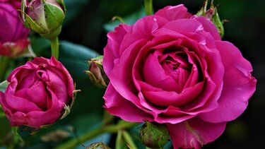 "Δια γυναικός..." - Εκδήλωση αφιερωμένη στη Γυναίκα