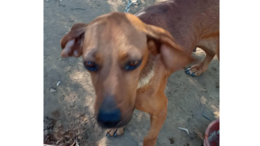 Βρέθηκε η σκυλίτσα που είχε χαθεί...