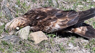 Ήπειρος: Ασυνείδητος πέταξε φόλες και σκότωσε 5 ζώα -Νεκρός και ένας χρυσαετός