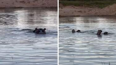 Ιπποπόταμος ...αθλητής συγχρονισμένης κολύμβησης!