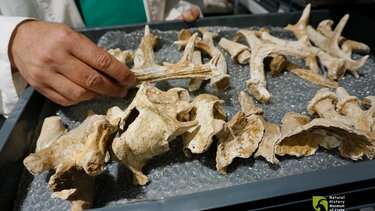 Το Μουσείο Φυσικής Ιστορίας ανοίγει τις συλλογές του, για μια ημέρα!