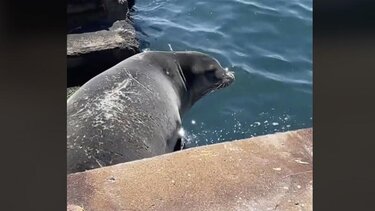 Φώκια «λιάζεται» στον Θερμαϊκό και γίνεται viral - Βίντεο