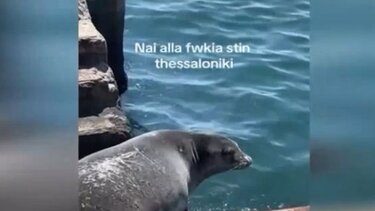 Φώκια λιάζεται στον Θερμαϊκό και γίνεται "viral"