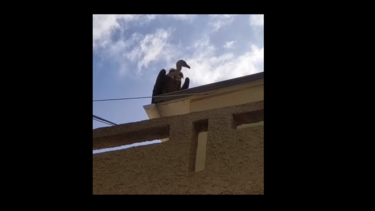 Εξαντλημένος γύπας βρήκε καταφύγιο σε ταράτσα στα Καπαριανά!