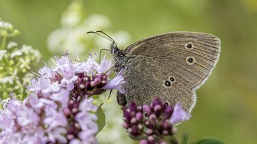 Μήνυμα του Δημάρχου Σητείας για την Παγκόσμια Ημέρα Περιβάλλοντος