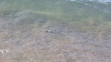 Λαγοκέφαλος στη στεριά!