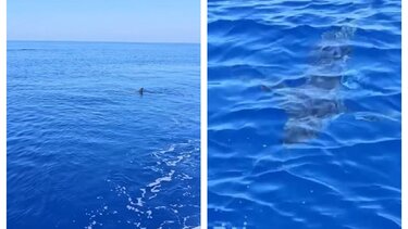 Καρχαρίας κολυμπά δίπλα σε αλιευτικό στη Λάρνακα! 