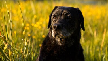 Ένα επικίνδυνο αδέσποτο σκυλί στον δρόμο Ηρακλείου Βουτών