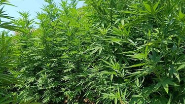 Έπιασαν 43χρονο Κρητικό για χασισοφυτείες 